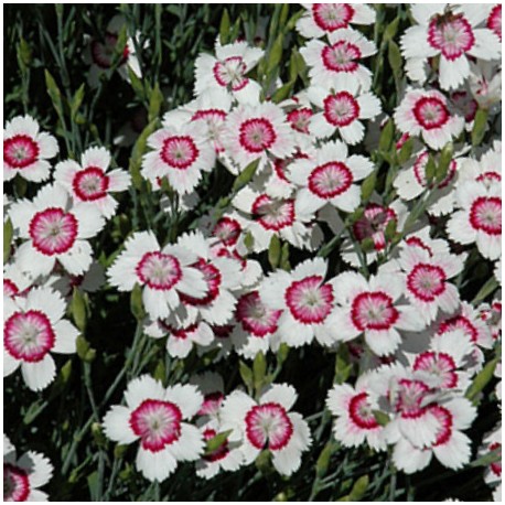 Dianthus deltoides 'Arctic Fire'