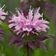 Monarda 'Beauty of Cobham'