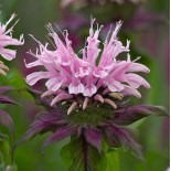 Monarda 'Beauty of Cobham'