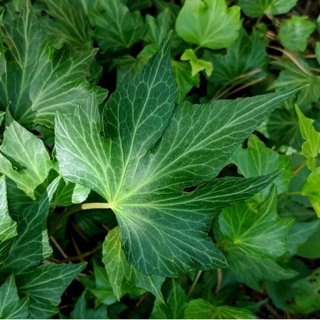 Hedera helix 'Green ripple'