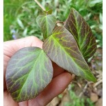 Hedera algeriensis 'Dendroides'