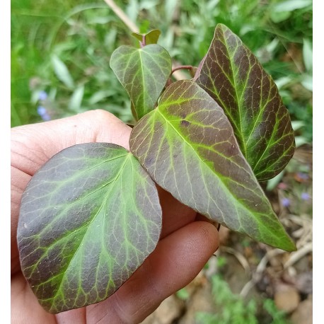 Hedera algeriensis 'Dendroides'