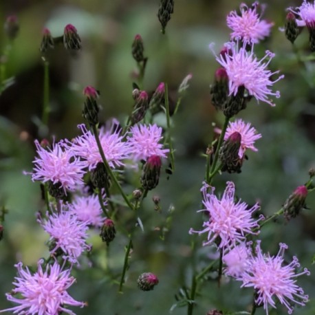 Serratula tinctoria var seoanei