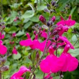 Salvia microphylla 'Cerro Potosi'