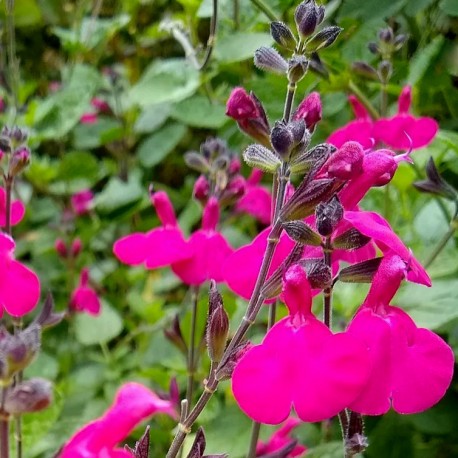 Salvia microphylla 'Cerro Potosi'