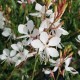 Gaura lindheimeri 'Danica