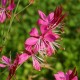 Gaura linheimeri 'Red Color'