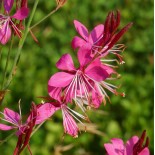 Gaura linheimeri 'Red Color'