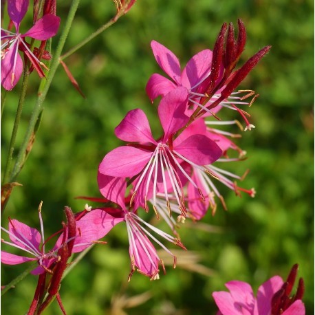 Gaura linheimeri 'Red Color'