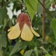 Abutilon megapotanicum 'Ines'