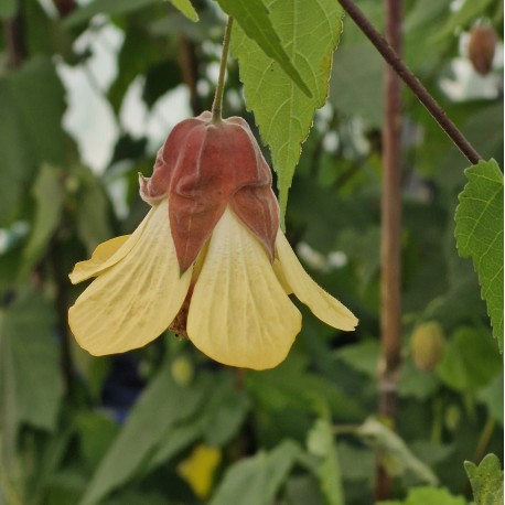 Abutilon megapotanicum 'Ines'