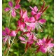 Gaura linheimeri 'Red Color'