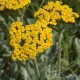 Achillea holosericea (flabelliformis)