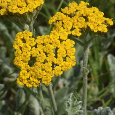 Achillea holosericea (flabelliformis)