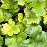 Acanthus mollis 'Hollard's Gold'