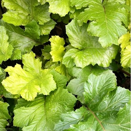 Acanthus mollis 'Hollard's Gold'