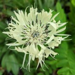 Centaurea montana 'Sulphurea'