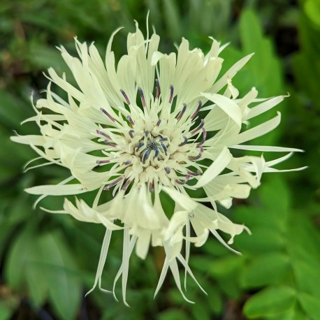 Centaurea montana 'Sulphurea'