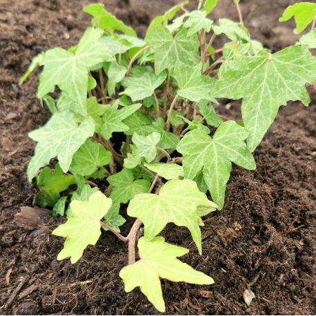 Hedera helix 'Pixie'