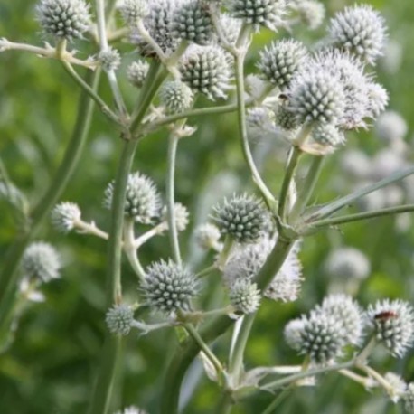 Eryngium pandanifolium