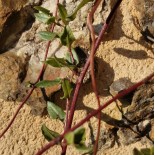 Muehlenbeckia hastata
