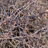 Muehlenbeckia axilaris