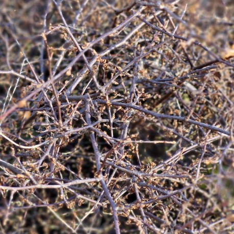 Muehlenbeckia axilaris