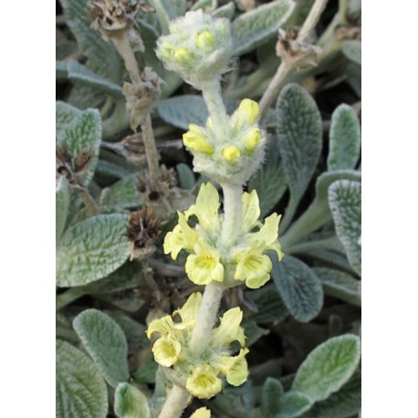 Sideritis syriaca