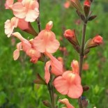 Salvia x jamensis 'California Sunset'