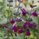 Salvia x jamensis 'Violette de Loire'
