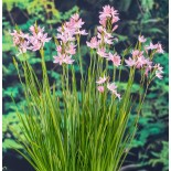 Schizostylis coccinea 'Mrs Hegarty'