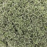 Saxifraga paniculata 'Minutifolia'