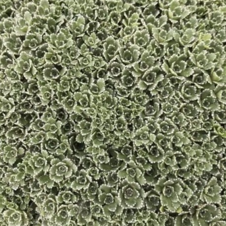Saxifraga paniculata 'Minutifolia'