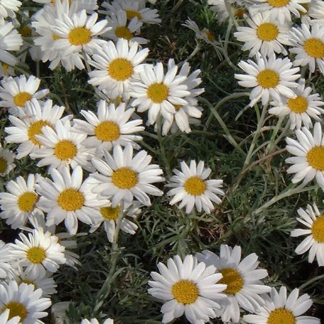 Rhodanthemum hosmariense