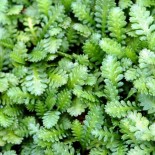 Leptinella potentillina