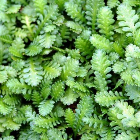 Leptinella potentillina