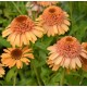 Echinacea 'Supreme Cantaloupe'