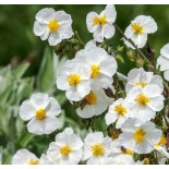 Helianthemum apenninum
