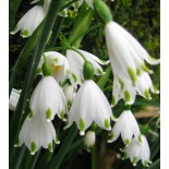 Leucojum aestivum 'Gravetye Giant'