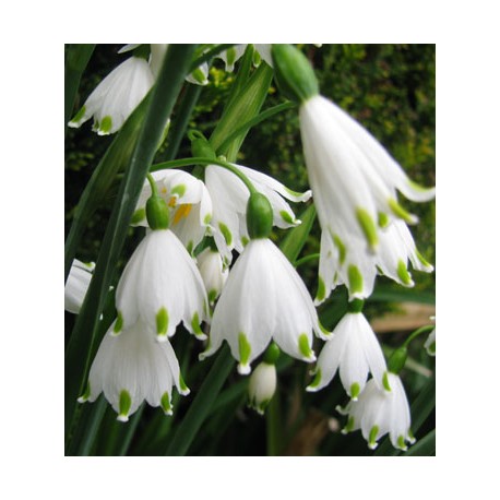 Leucojum aestivum 'Gravetye Giant'
