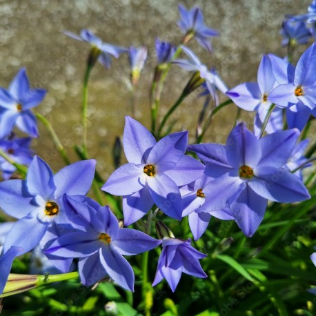 Ipheon uniflorum 'Jessie'