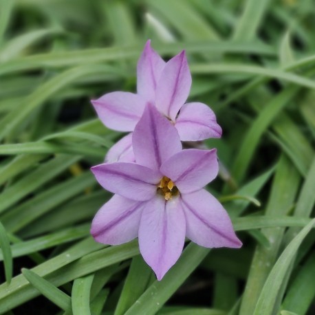 Ipheon uniflorum 'Charlotte Bishop'