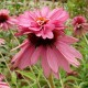 Echinacea purpurea 'Double Decker'