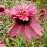 Echinacea purpurea 'Double Decker'