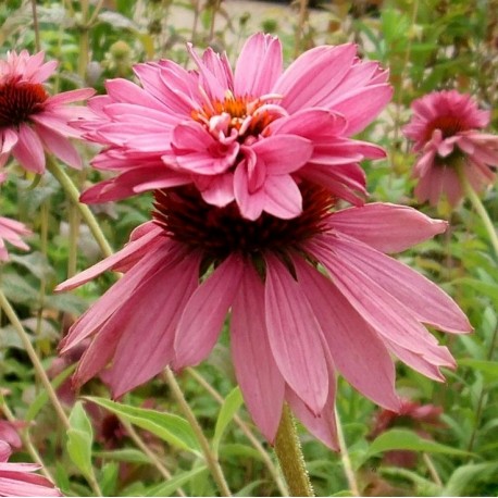 Echinacea purpurea 'Double Decker'