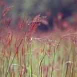 Andropogon gerardii