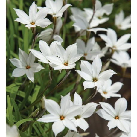 Ipheon uniflorum 'Alberto Castillo'