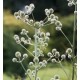 Eryngium eburneum