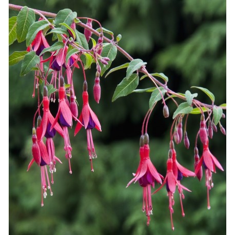 Fuchsia regia 'Reitzii'