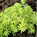 Sedum reflexum 'Winter Lemon'